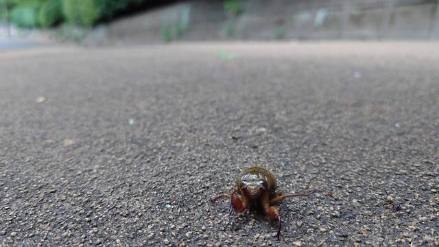ミンミン ミンミンゼミの変身|動物トピックス｜ブログ|野毛山動物園公式